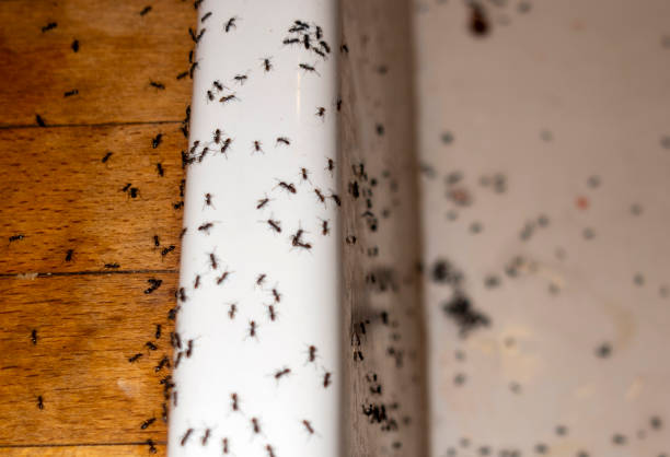 Pest Control for Restaurants in Spanish Fork, UT